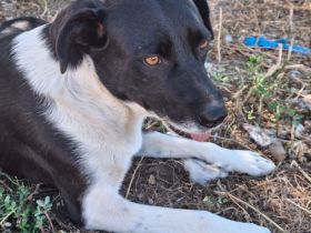 Hündin Nana, weiblich in Griechenland