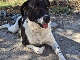 Hündin NAMI, weiblich in Griechenland