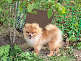 Reinrassiger Pom-Zwergspitz Rüde mit AT, 6 Monate
