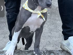 american staffordshire terrier