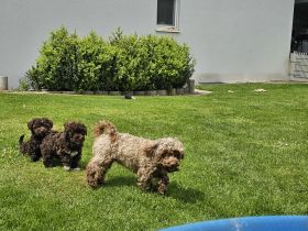 Bolonka zwetna welpen