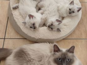 Heilige Birma Kitten nur noch zwei Kater und zwei Kätzinnen zum Reservieren