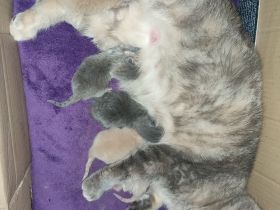 Wunderschöne BKH Kitten