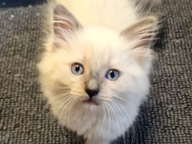 Ragdoll Kitten