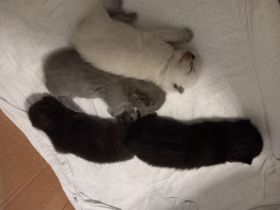 BKH Kitten Reinrassig Blau grau (Blue), Blue point, Chocolate