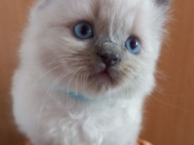 Ragdoll-Kitten