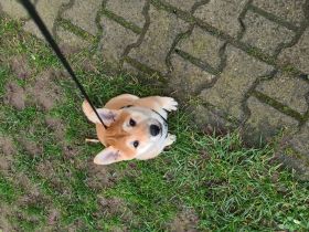 Shiba Inu 6 Monate Weiblich