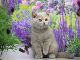 BKH Kitten mit Stammbaum direkt vom Züchter