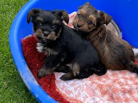 Yorkshire Terrier
