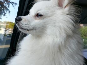 Pomeranian 8 Monate Rüde