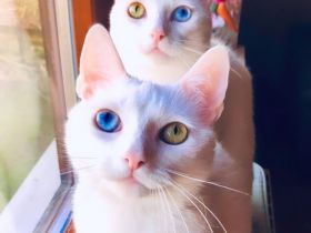 Verkaufe meine zwei Katzen!