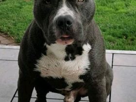 American Stafford Deckrüde Blue line