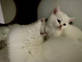 Süße BKH Mix Katze