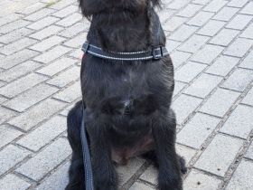 Großpudel + Rhodesian Ridgeback  Junghunde