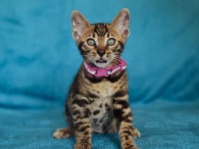 Bengal kittens ,