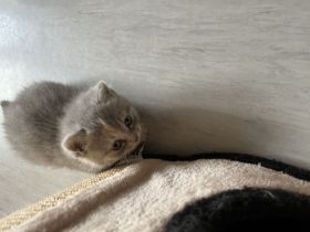 Bkh kitten suchen neues heim