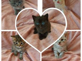 ❤️ 5 BKH Kitten