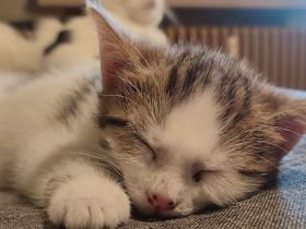 2 kleine Kätzchen 11 Wochen alt