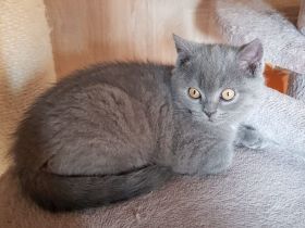 BKH Kitten Blue