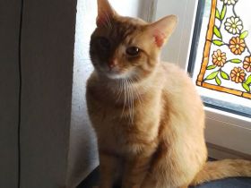 Simba und glücky suchen ein neues Zuhause