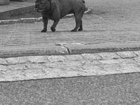 Französische Bulldogge sucht neues zu Hause