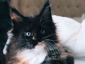 MaineHunter’s Constanze