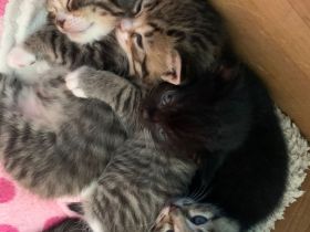 Britisch Kurzhaar Mix Kitten!!