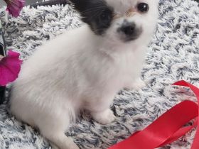 Mini chiwauwa welpen