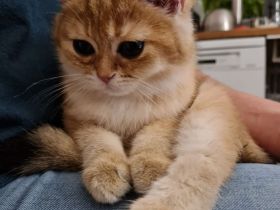 BKH Katerchen black golden shaded, Stammbaum