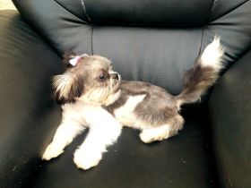 Shih Tzu. Reinrassige Rasse. Mädchen