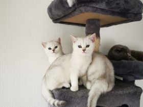 Wunderschöne Kitten