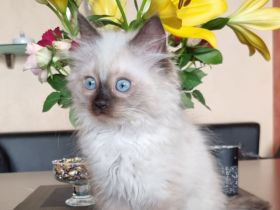 Ragdoll Kitten mit Stammbaum