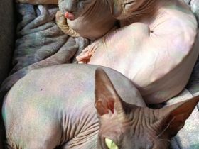 Sphynxe suchen ein neues zu Hause