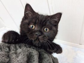 Reinrassige BKH/BLK Kitten