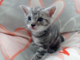 Unsere süßen Baby‘s suchen Kuschelpersonal