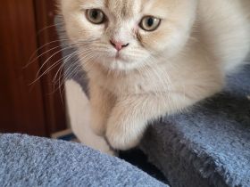 Bkh kitten zu verkaufen