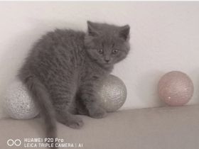 Bkh Kätzchen zu verkaufen