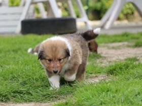 Collie Welpe Rüde