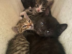 Kitten Katzenbabys zu verkaufen