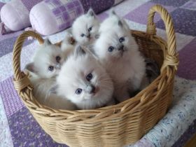 Süße Ragdoll Kitten suchen ein neues Zuhause