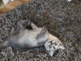 Bkh Mädchen reinrassig