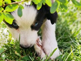 Miniature Aussiedoodle blaue Augen Mini Aussie Australian Shepherd