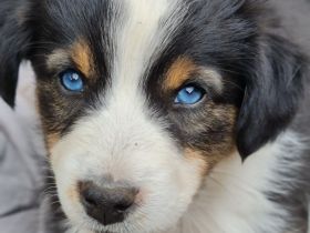 Miniature Australian Shepherd Mini Aussie Australien Shephard blaue Augen