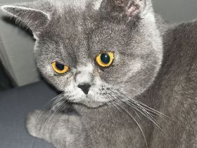 Britisch kurzhaar Kater