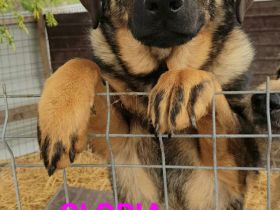 liebe,kastrierte Gloria, hofft ein Heim zu bekommen, damit sie das Tierheim verlassen kann