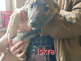 ISKRA ❤️