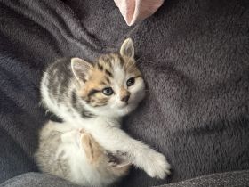 4 wunderschöne BKH Kitten