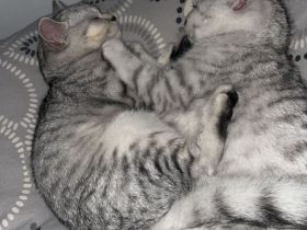 Katzen suchen eine liebevolle Zuhause