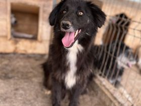 Sherlock, lieber Oldie möchte noch eine Chance