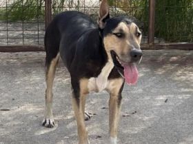 Zoro liebt das Wasser